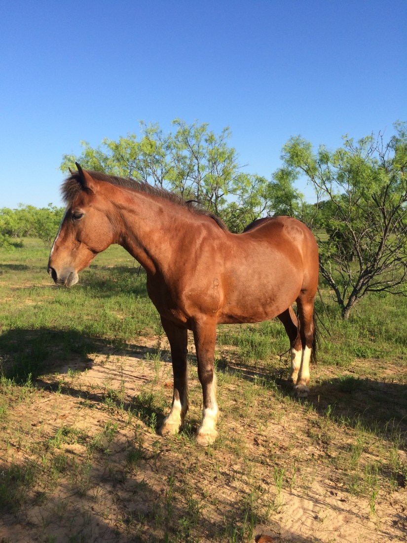 Horses and Mules WANT Strong&nbsp;Leaders