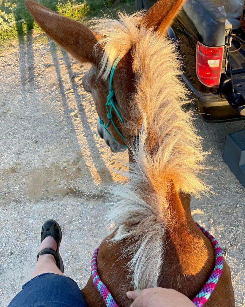 Getting Back in the&nbsp;Saddle