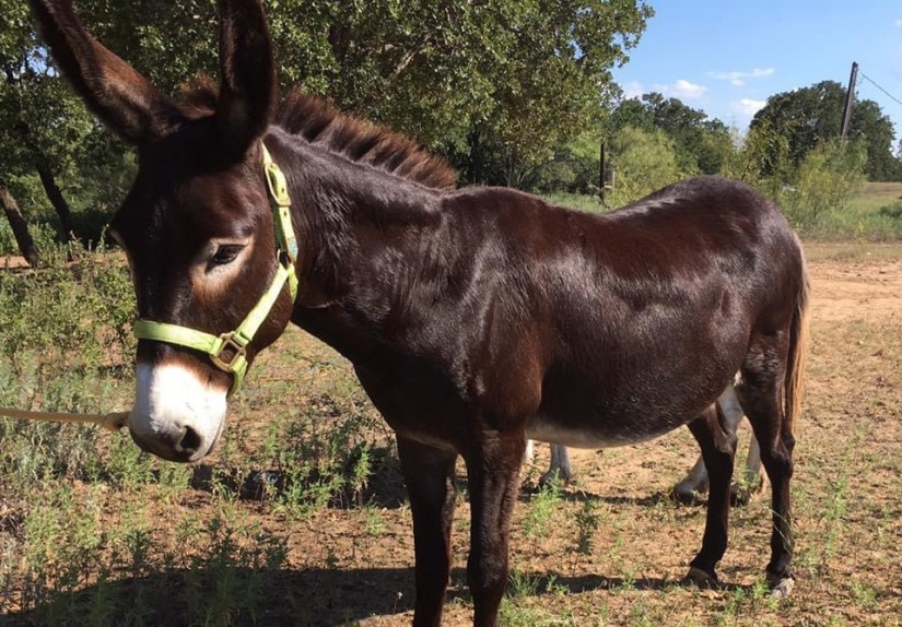 Befriending My First&nbsp;Donkey
